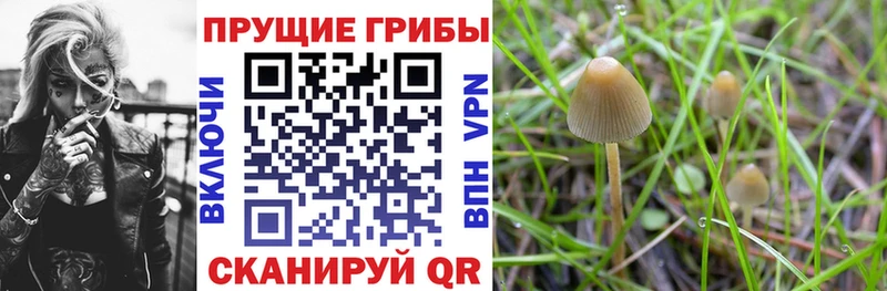 kraken   закладки  Таруса  Псилоцибиновые грибы прущие грибы 